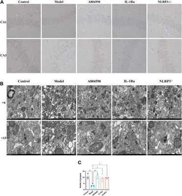 The NLRP3 inflammasome is involved in resident intruder paradigm-induced aggressive behaviors in mice